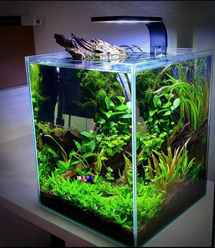 fish tank accessories in sri lanka NQEUEPN Betta Accessories, 2pcs Betta Tunnel & 2pcs Betta Fish Leaf & Round Fish Feeding Ring Fish Toys Betta Fish Natural Habitat Shelter Hideaway Betta Fish Tank Decorations whether it is landscaping in the water or furniture Bowl Fish Tank Price In