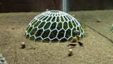 🐠 Aquarium Moss Dome Plant Holder