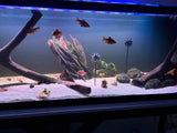 🖤 Floating Sea Mine Aquarium Ornament